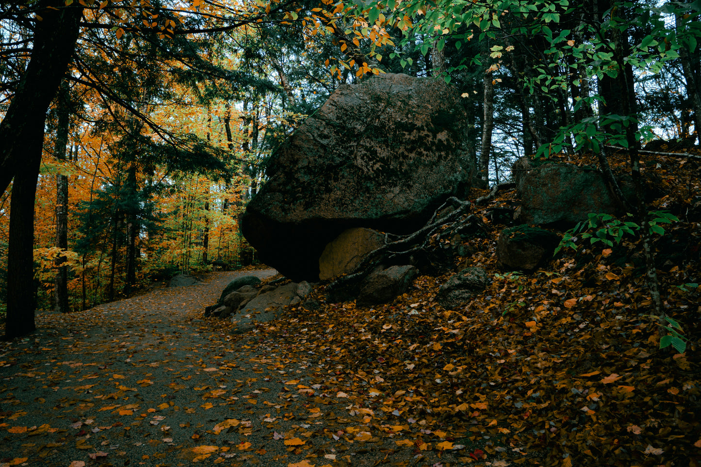Forest Bathing
